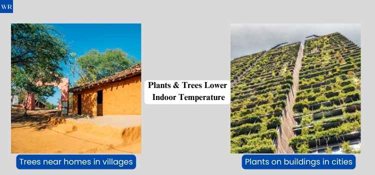 Solutions to how to deal with hot weather without air conditioning- Plant trees