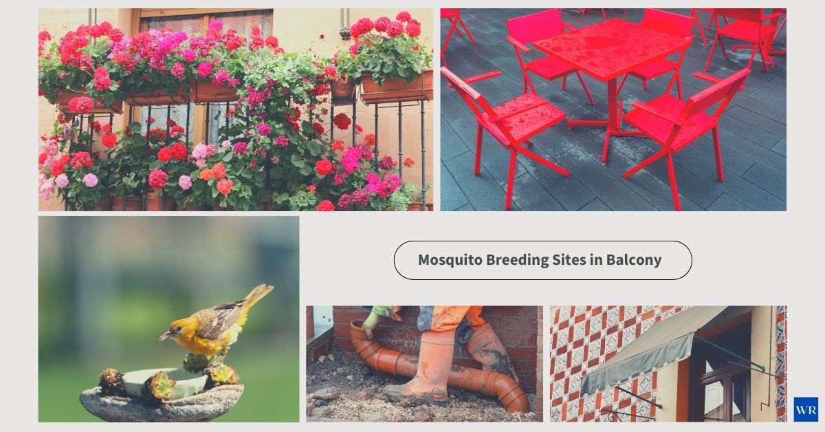 mosquito breeding sites in your home (balcony)
