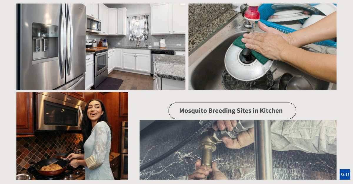 Places where mosquitoes can breed in kitchen