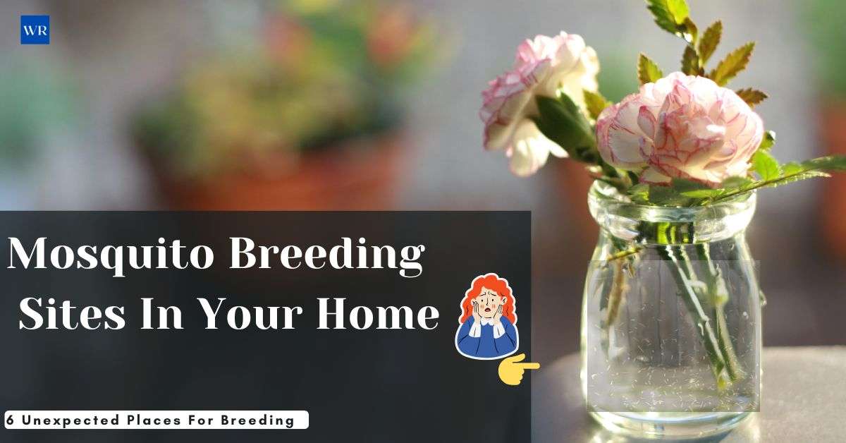 6 Unexpected Mosquito Breeding Sites: Shield Your Home Now!